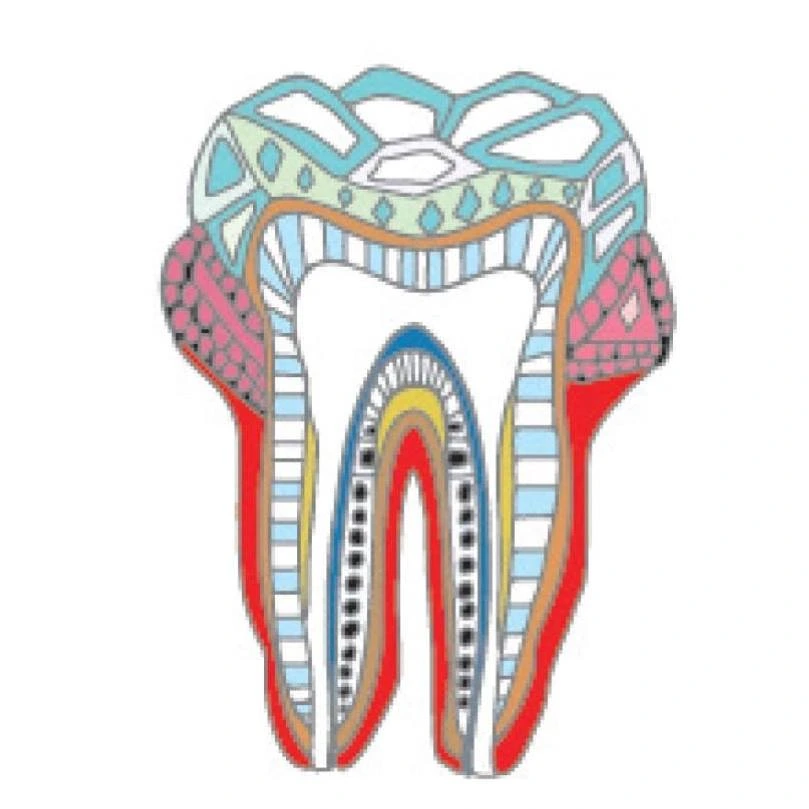 West Coast Dentist